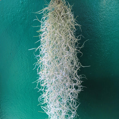 Tillandsia usneoides (Spanish Moss)