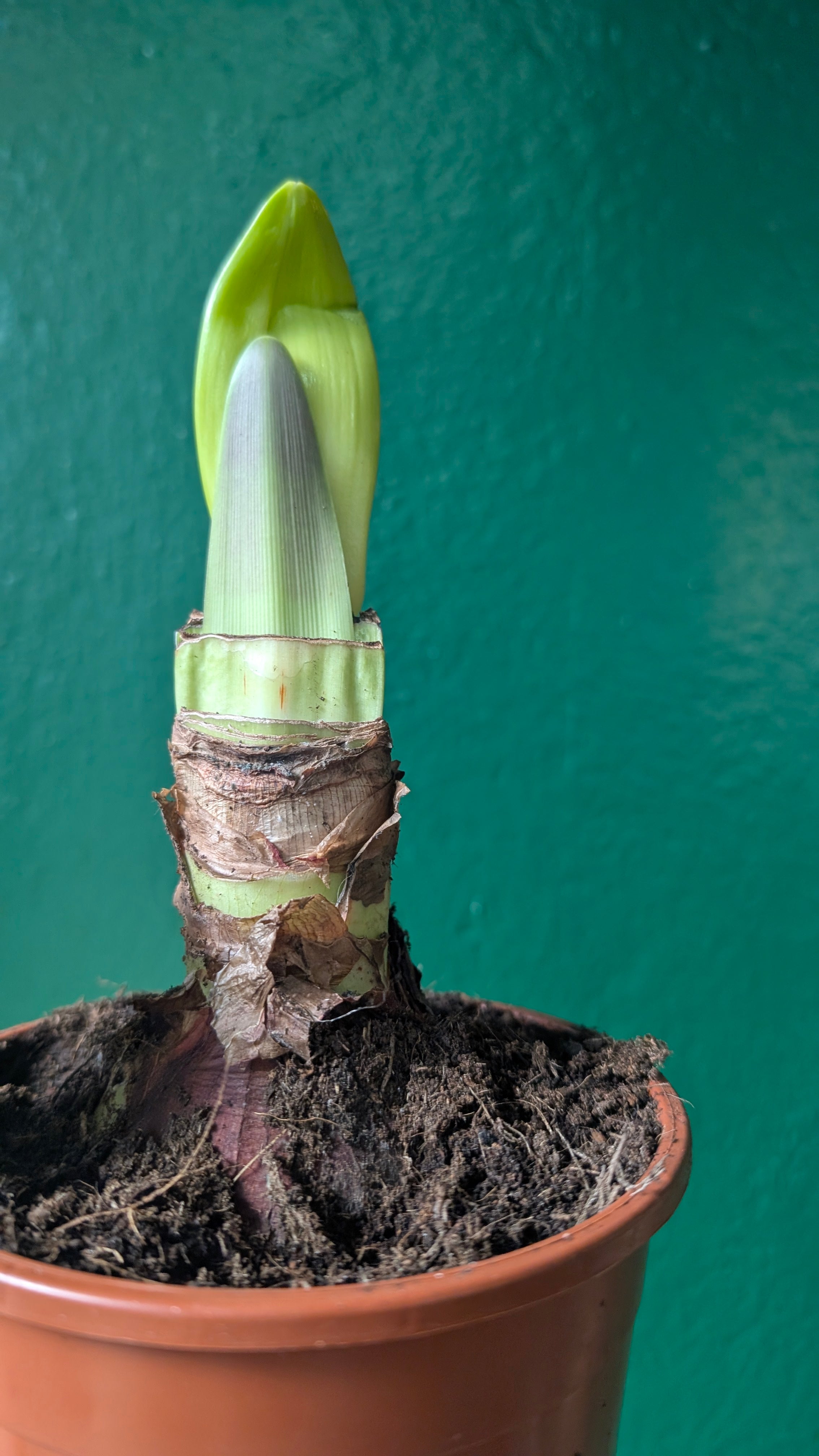 Hippeastrum (Amaryllis bulbs)