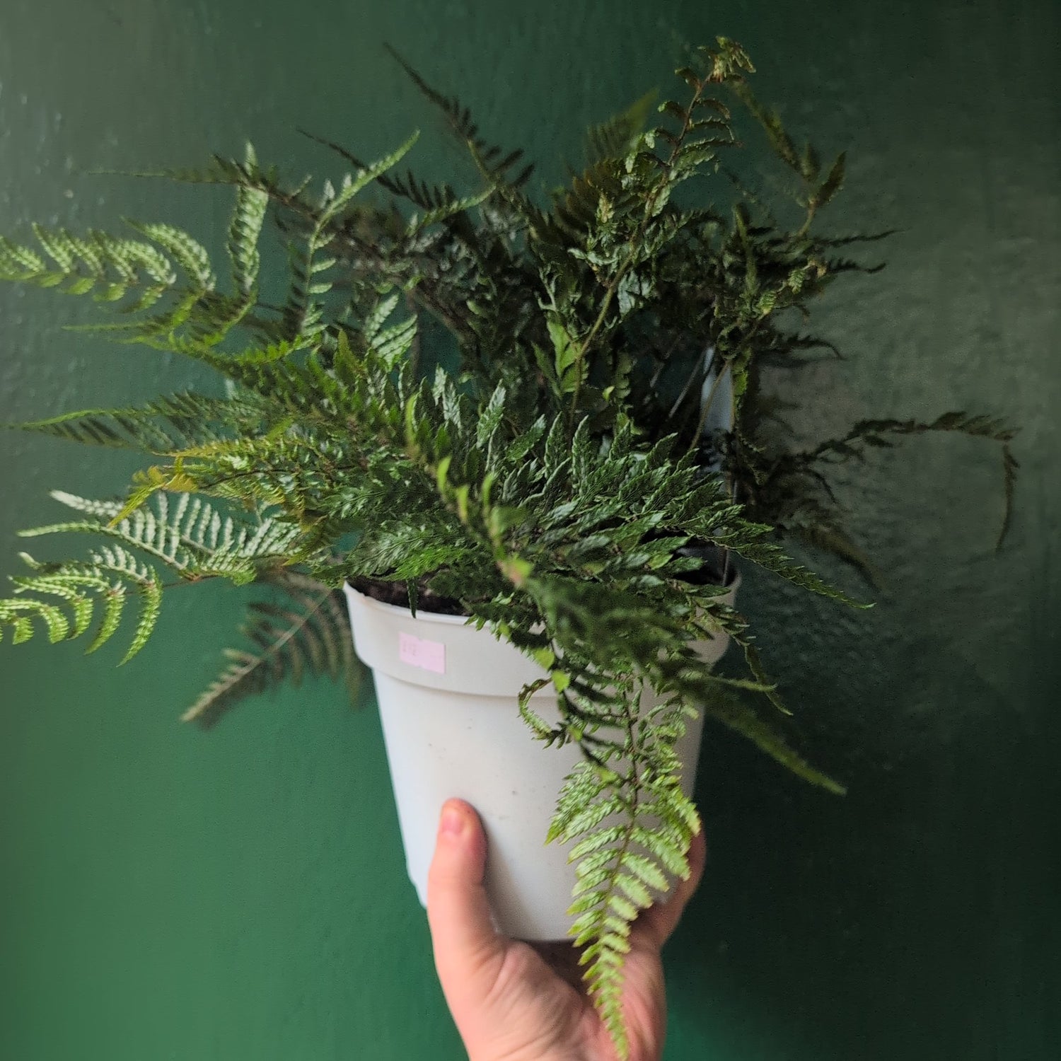 Dryopteris affinis (Golden shield fern, scaly male fern)