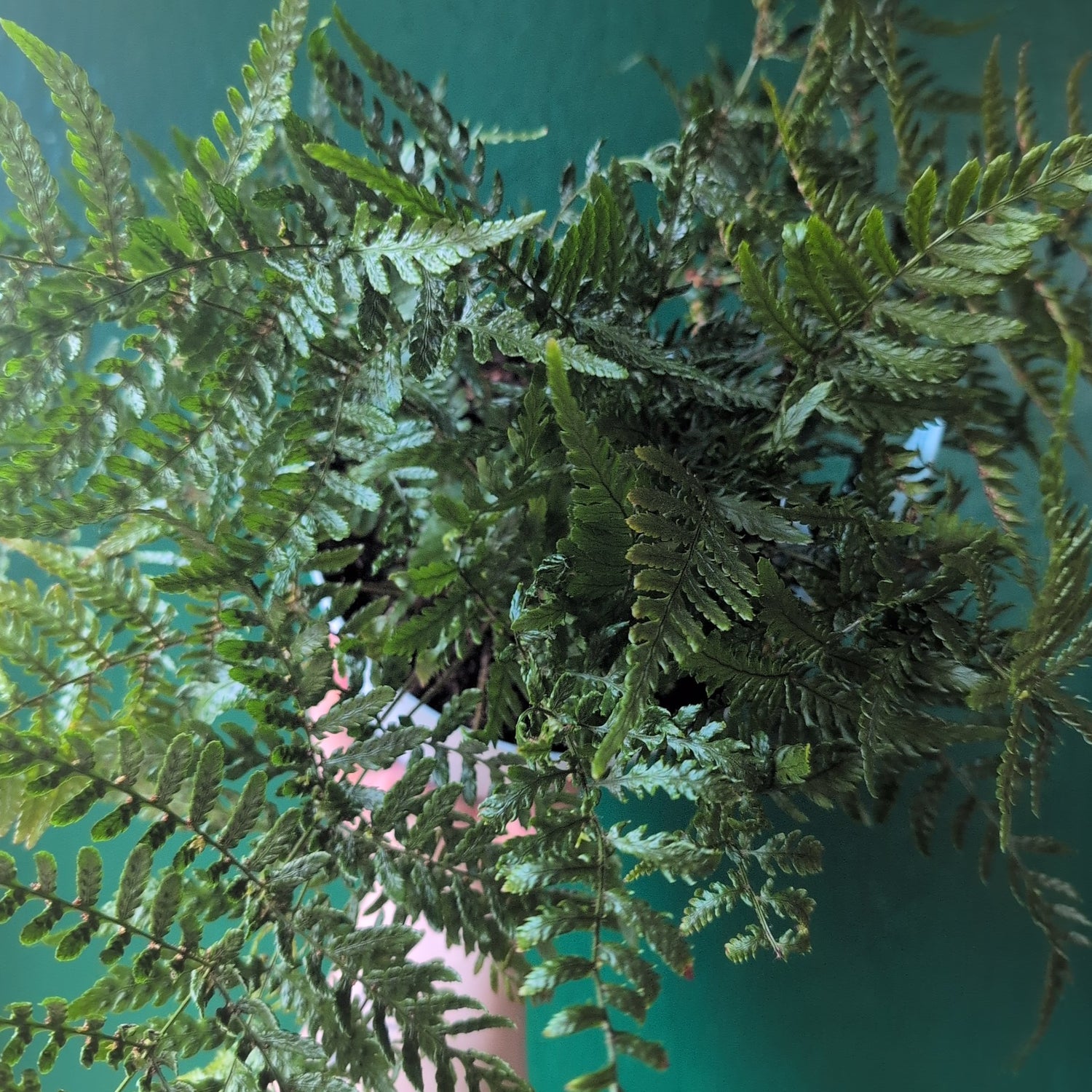 Dryopteris affinis (Golden shield fern, scaly male fern)