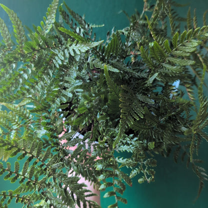 Dryopteris affinis (Golden shield fern, scaly male fern)