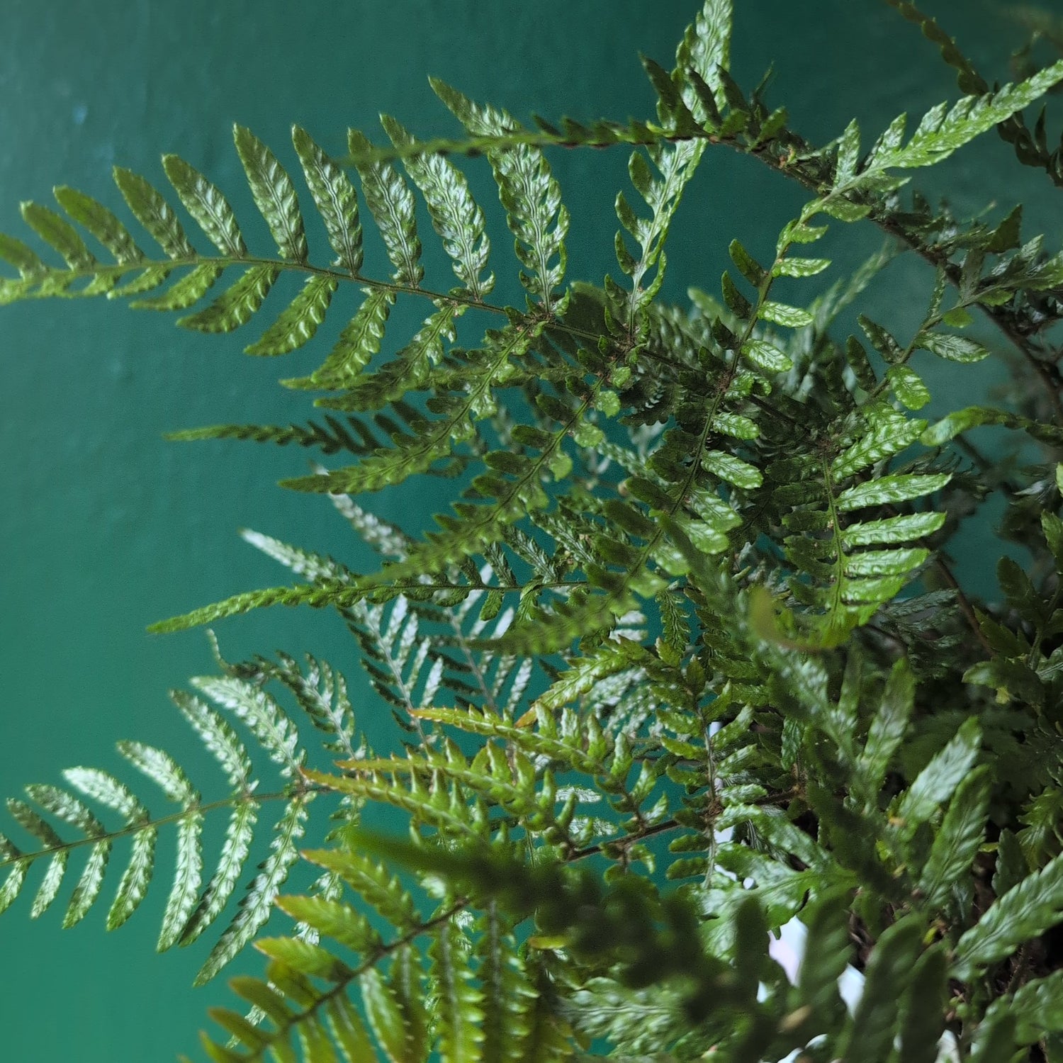 Dryopteris affinis (Golden shield fern, scaly male fern)