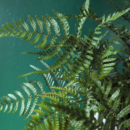 Dryopteris affinis (Golden shield fern, scaly male fern)