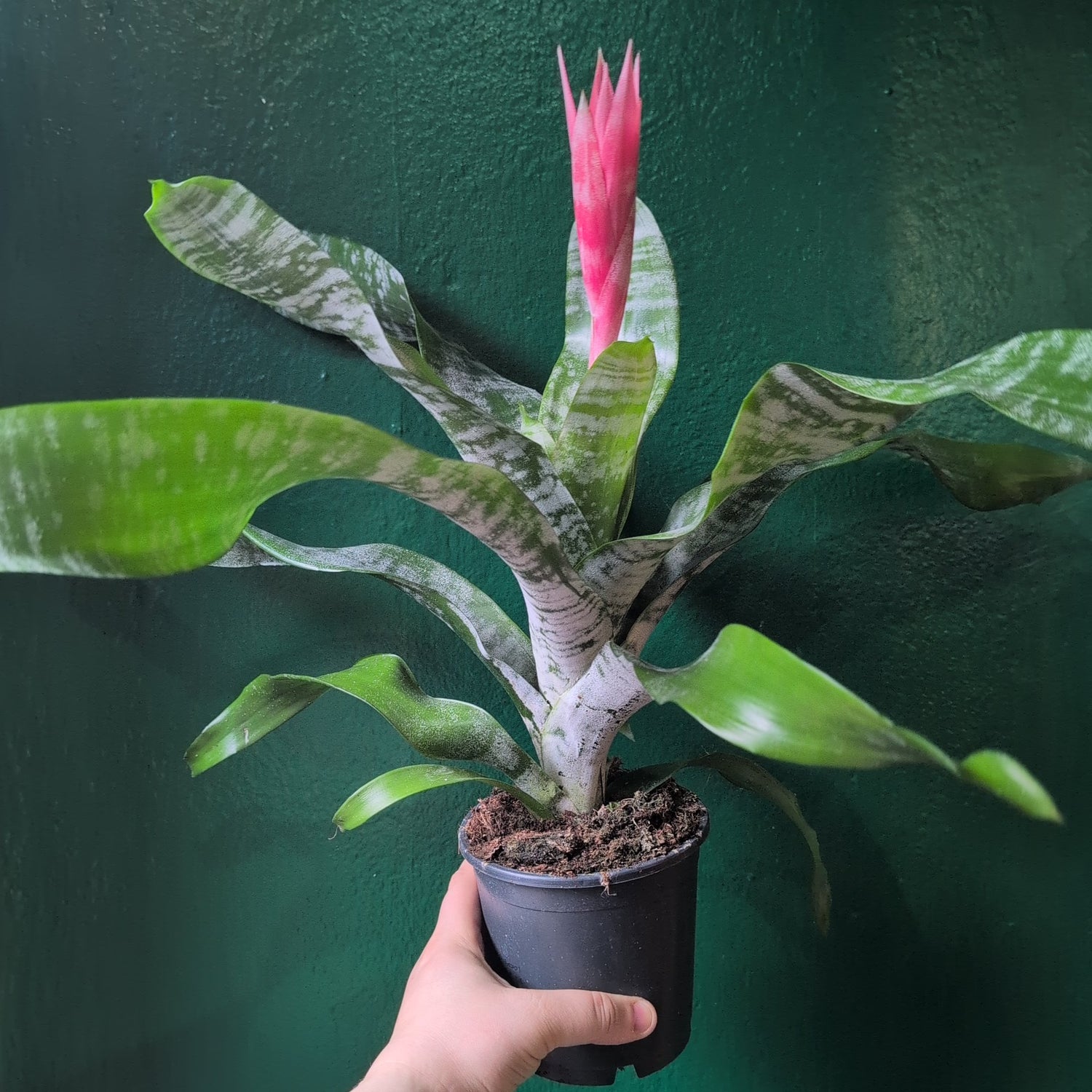 Aechmea fasciata &