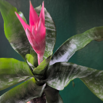 Aechmea fasciata &