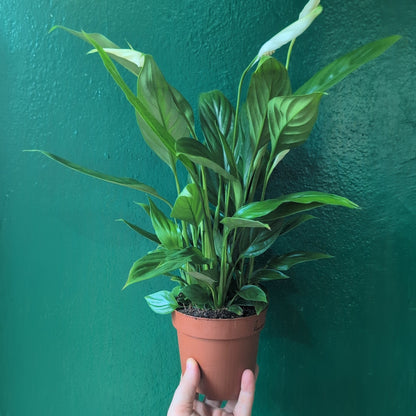 Spathiphyllum &
