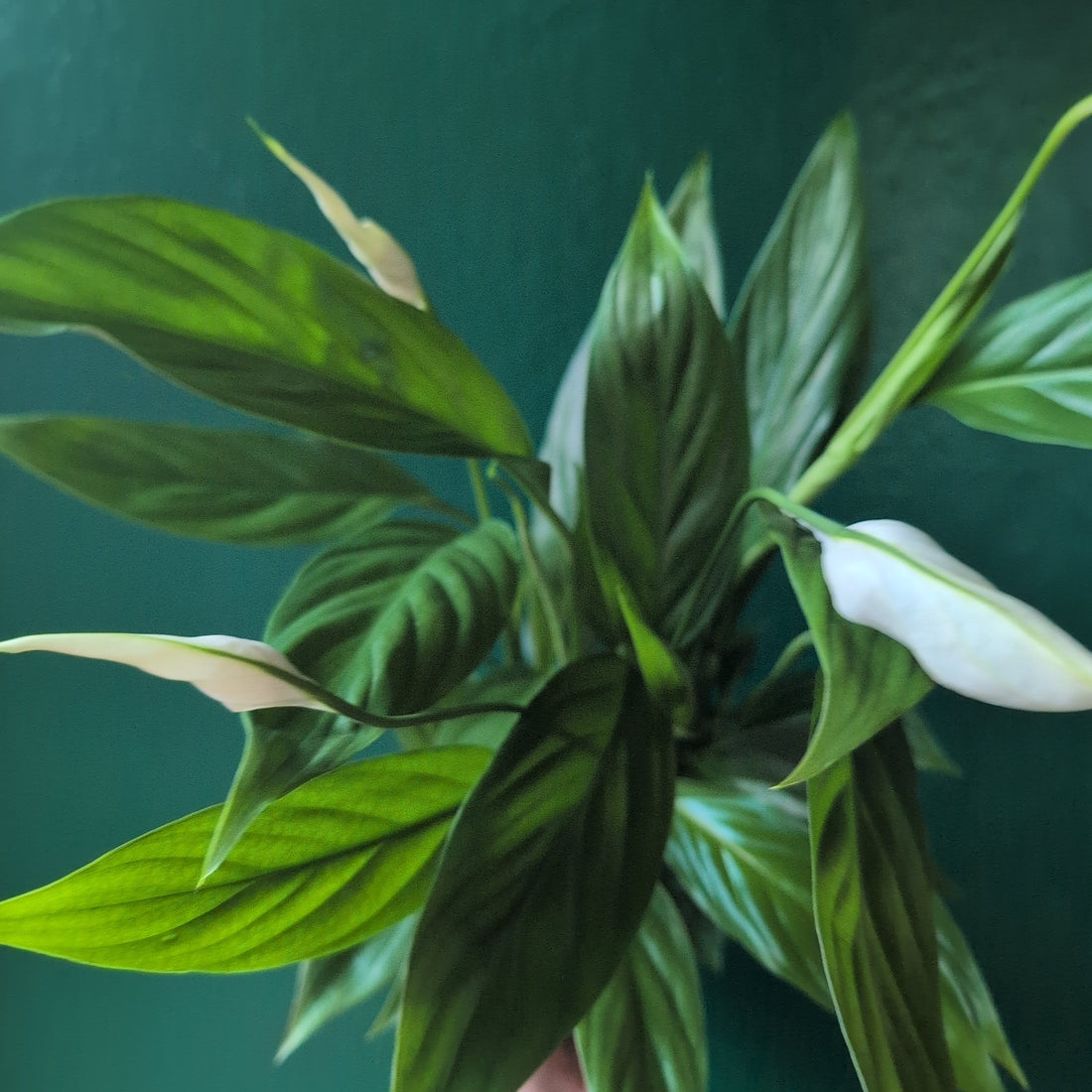 Spathiphyllum &