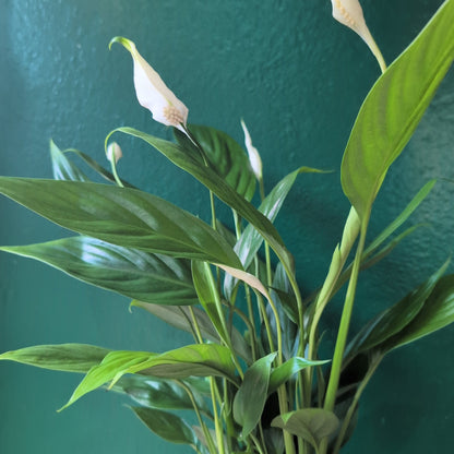 Spathiphyllum &