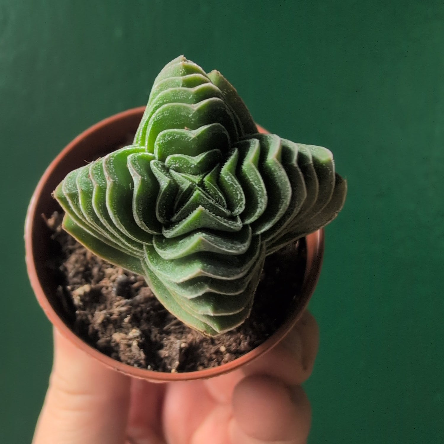Crassula &