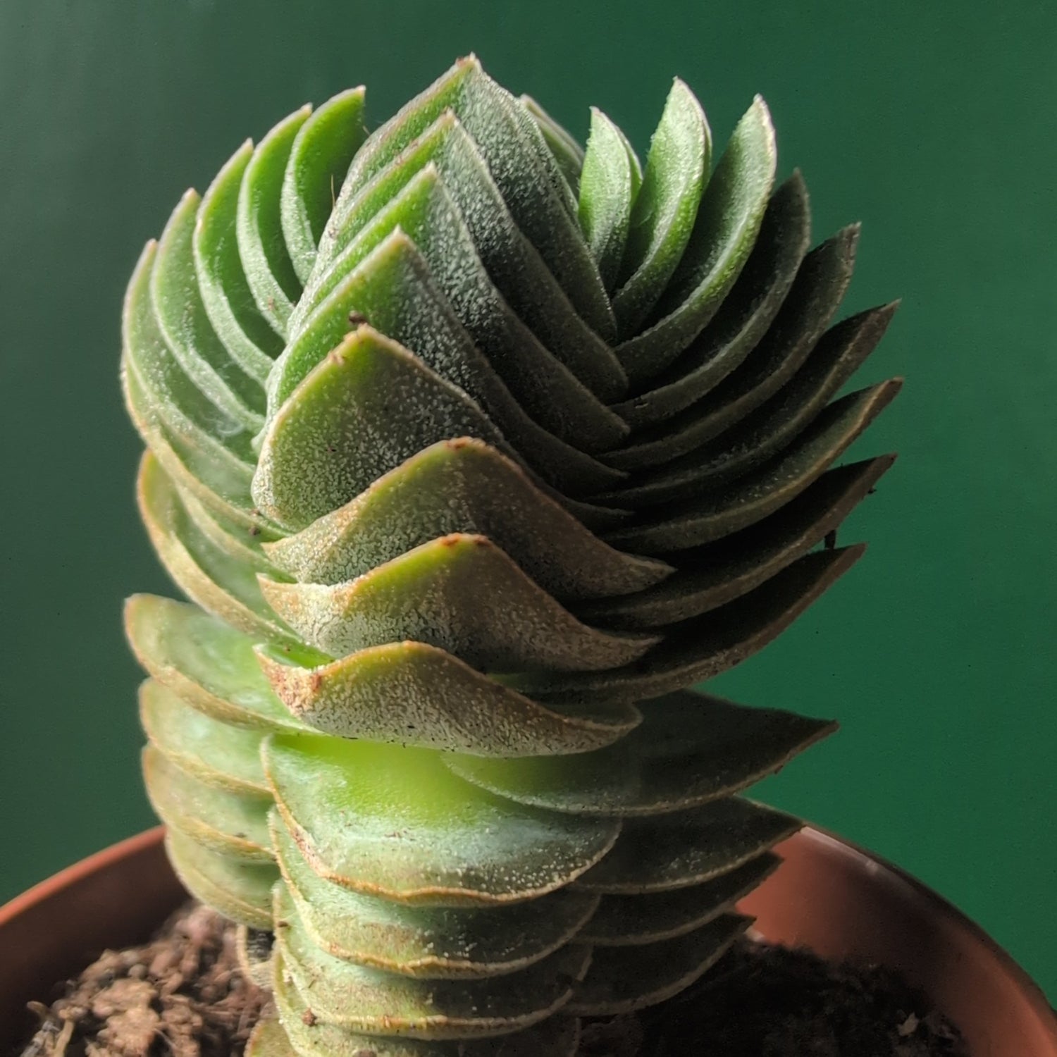 Crassula &