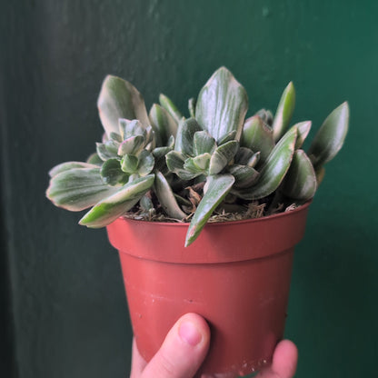 Crassula ovata ‘Variegata’ ( Variegated Jade plant)