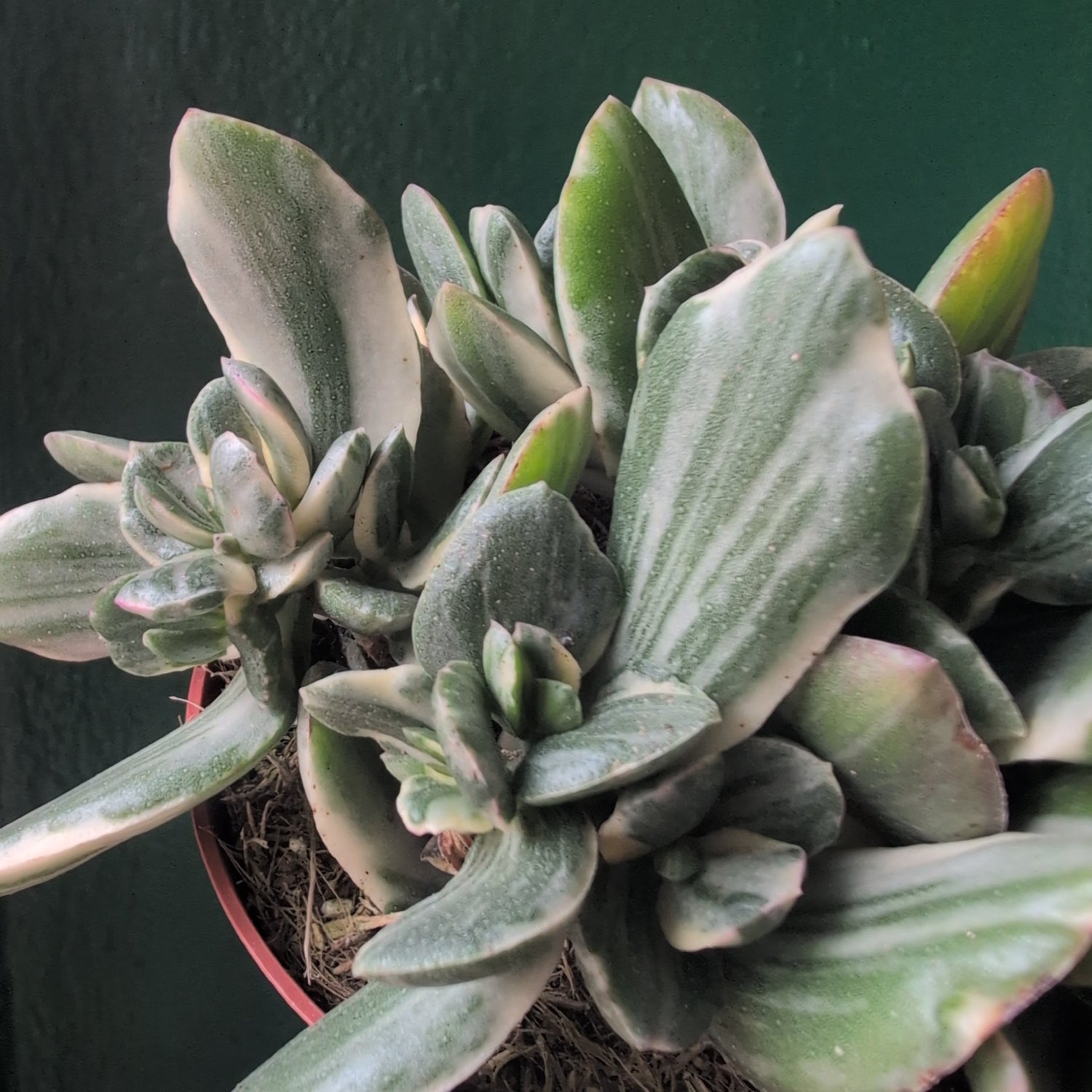 Crassula ovata ‘Variegata’ ( Variegated Jade plant)