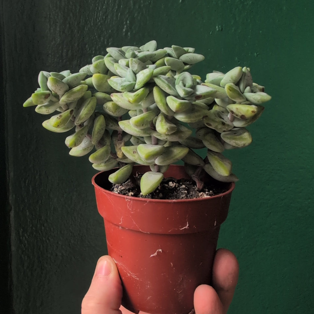 Crassula perforata (String of Buttons Succulent plant)