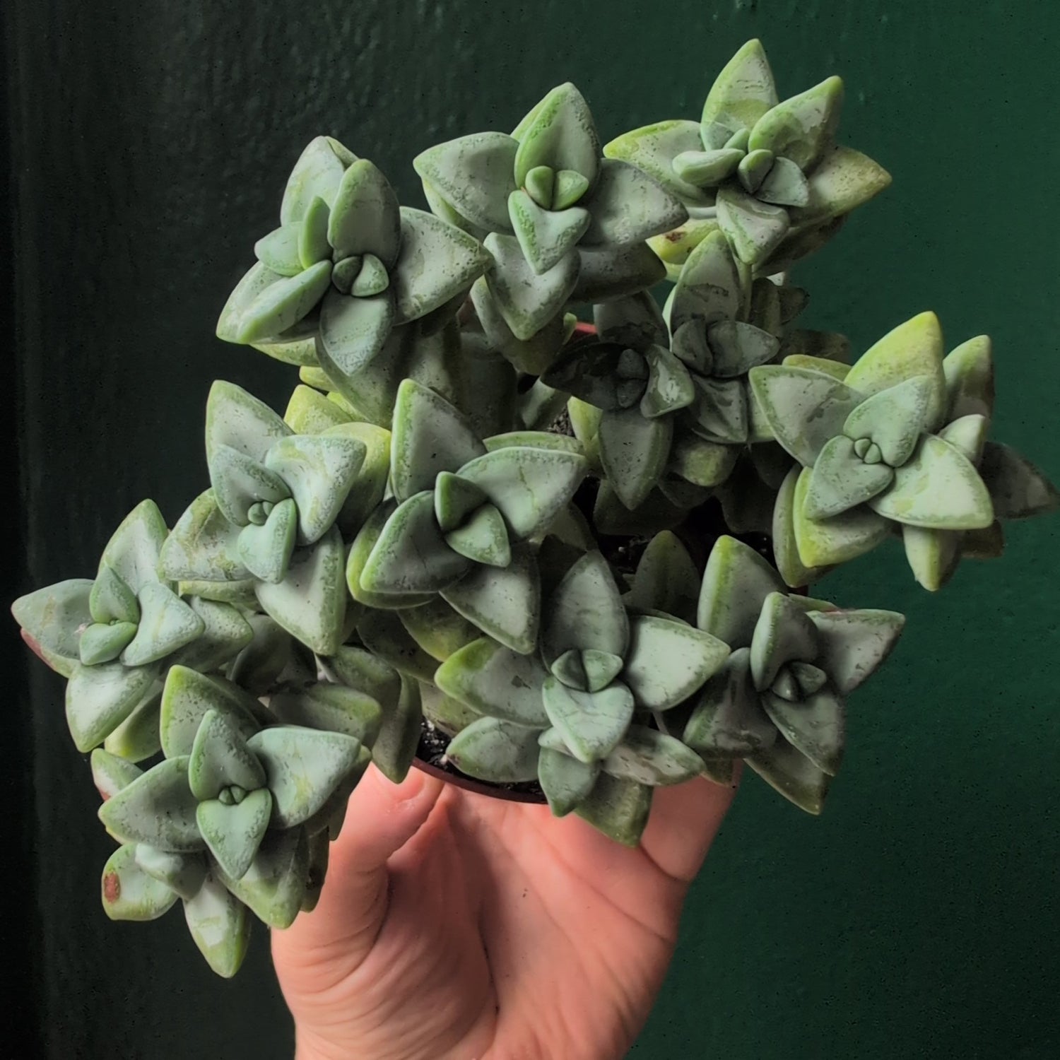 Crassula perforata (String of Buttons Succulent plant)