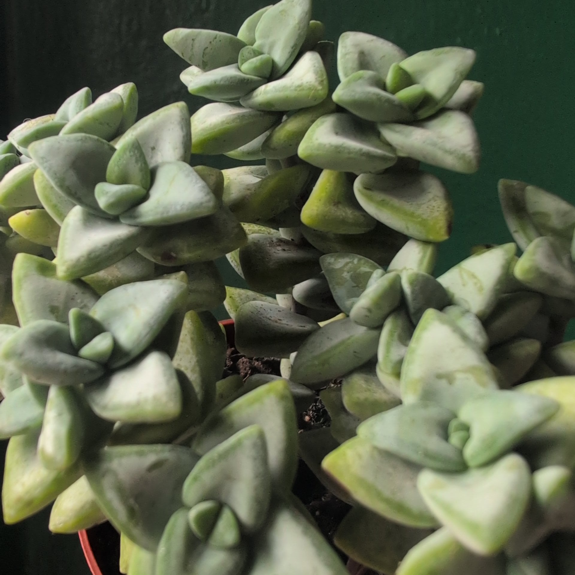 Crassula perforata (String of Buttons Succulent plant)