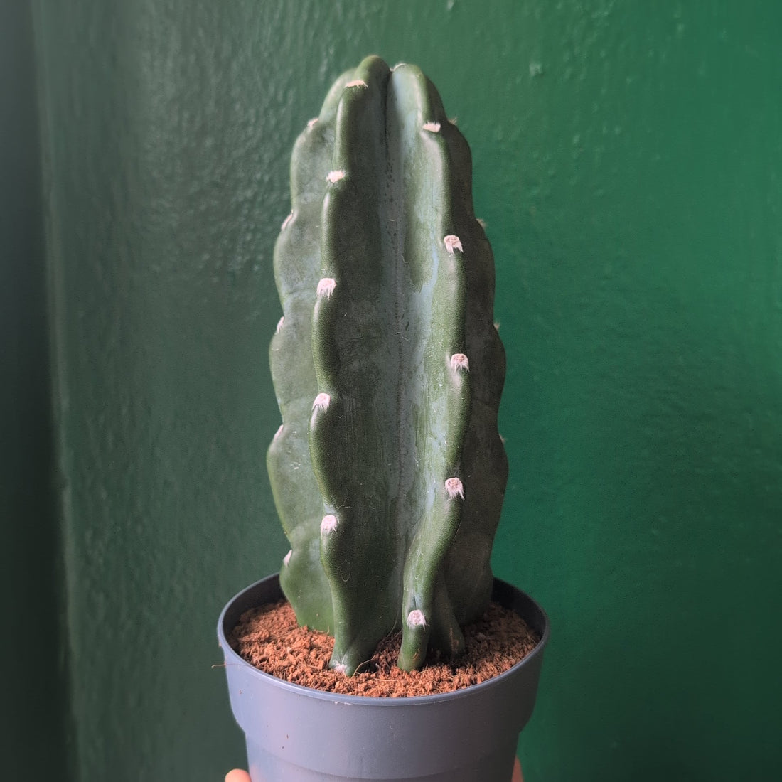 Cereus Jamacaru (Cuddly Cactus)