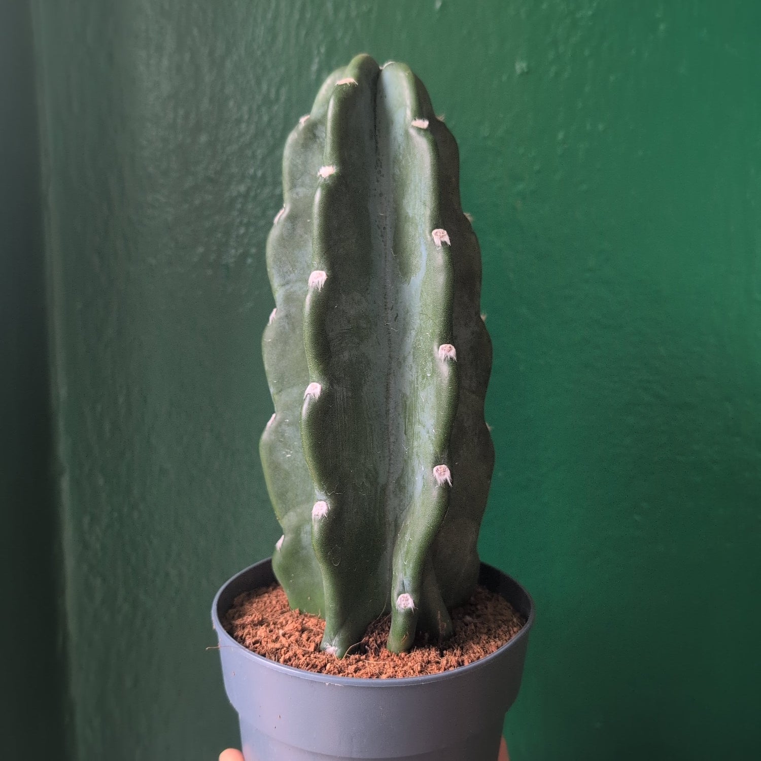 Cereus Jamacaru (Cuddly Cactus)