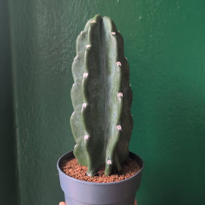 Cereus Jamacaru (Cuddly Cactus)