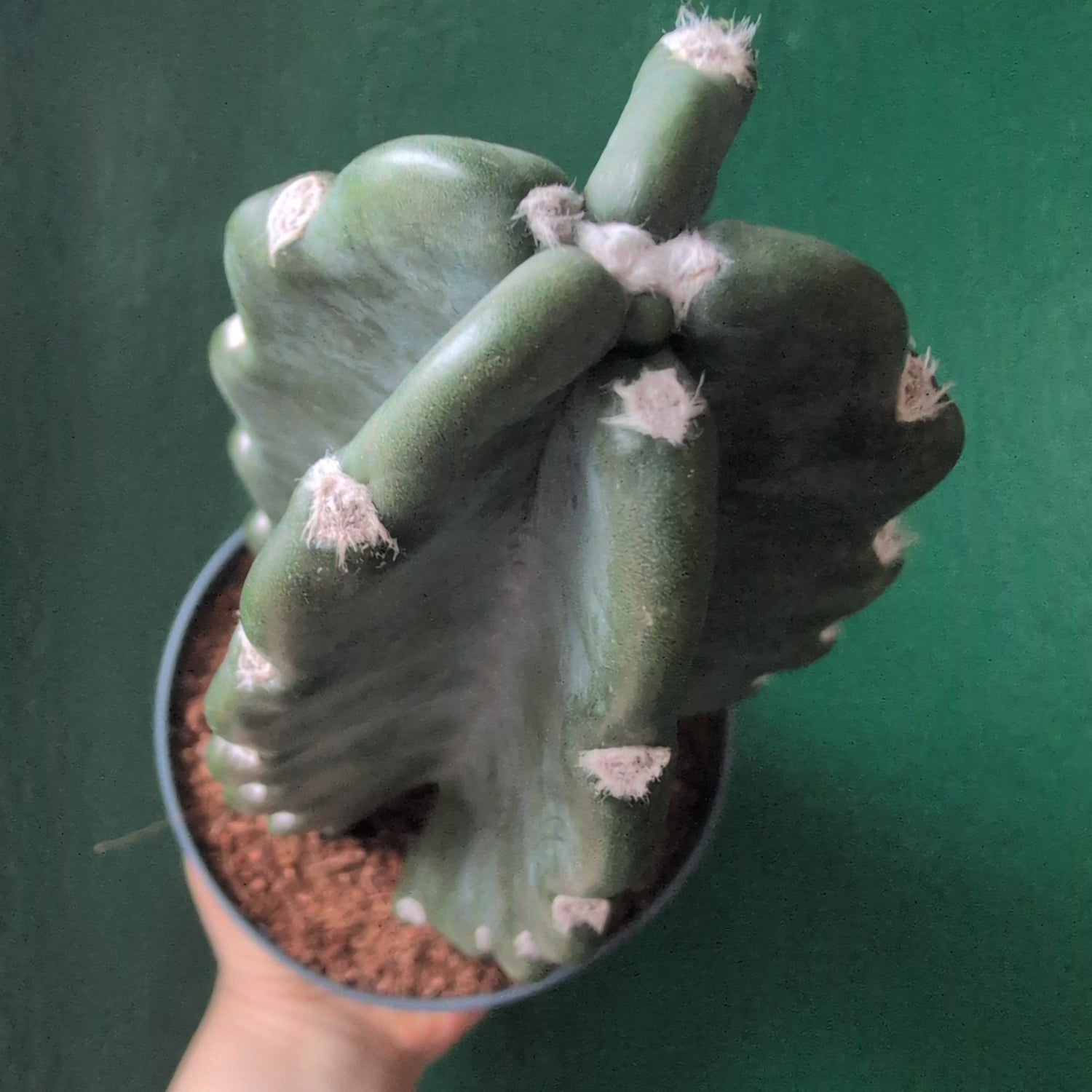 Cereus Jamacaru (Cuddly Cactus)