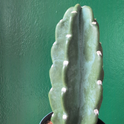 Cereus Jamacaru (Cuddly Cactus)