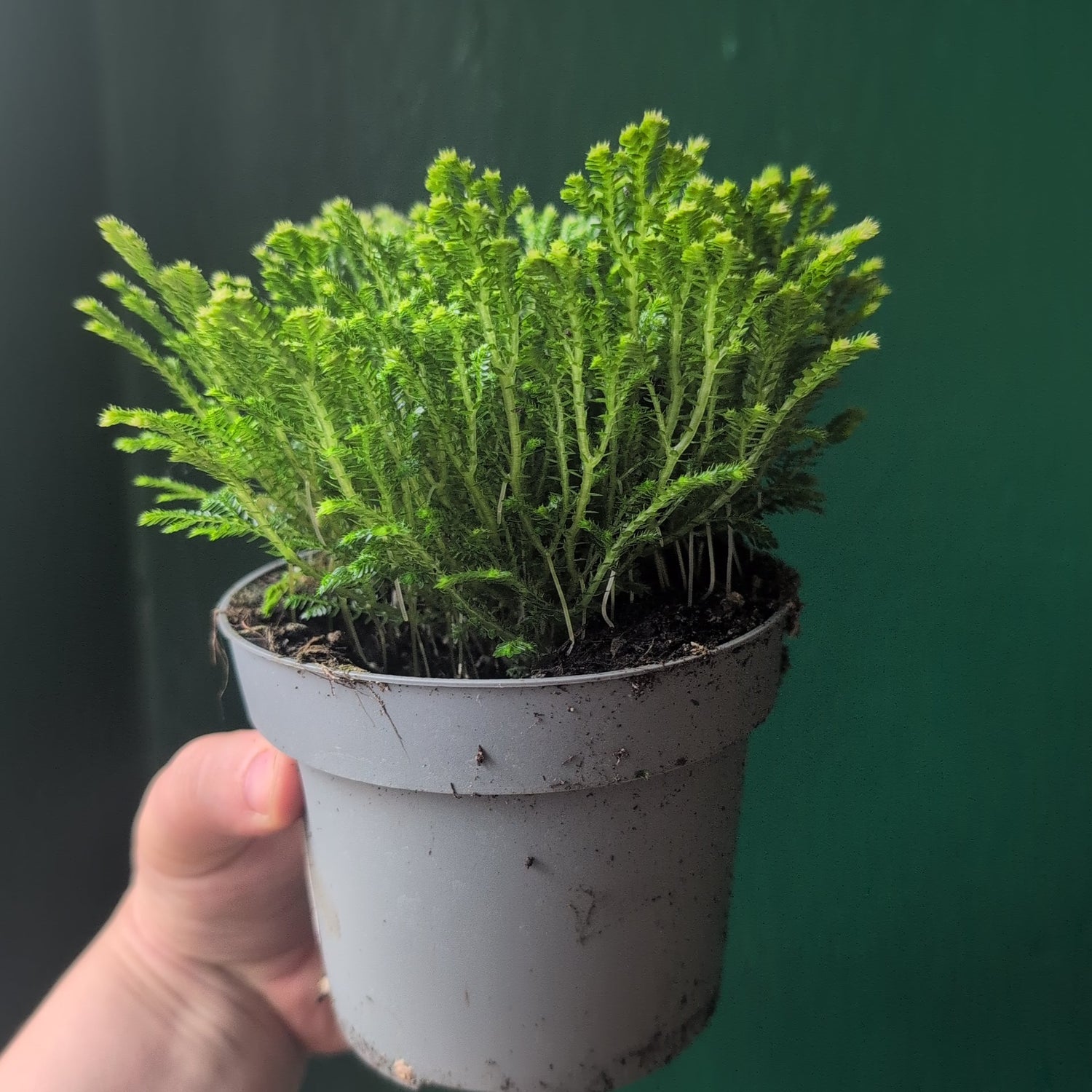 Selaginella martensii &