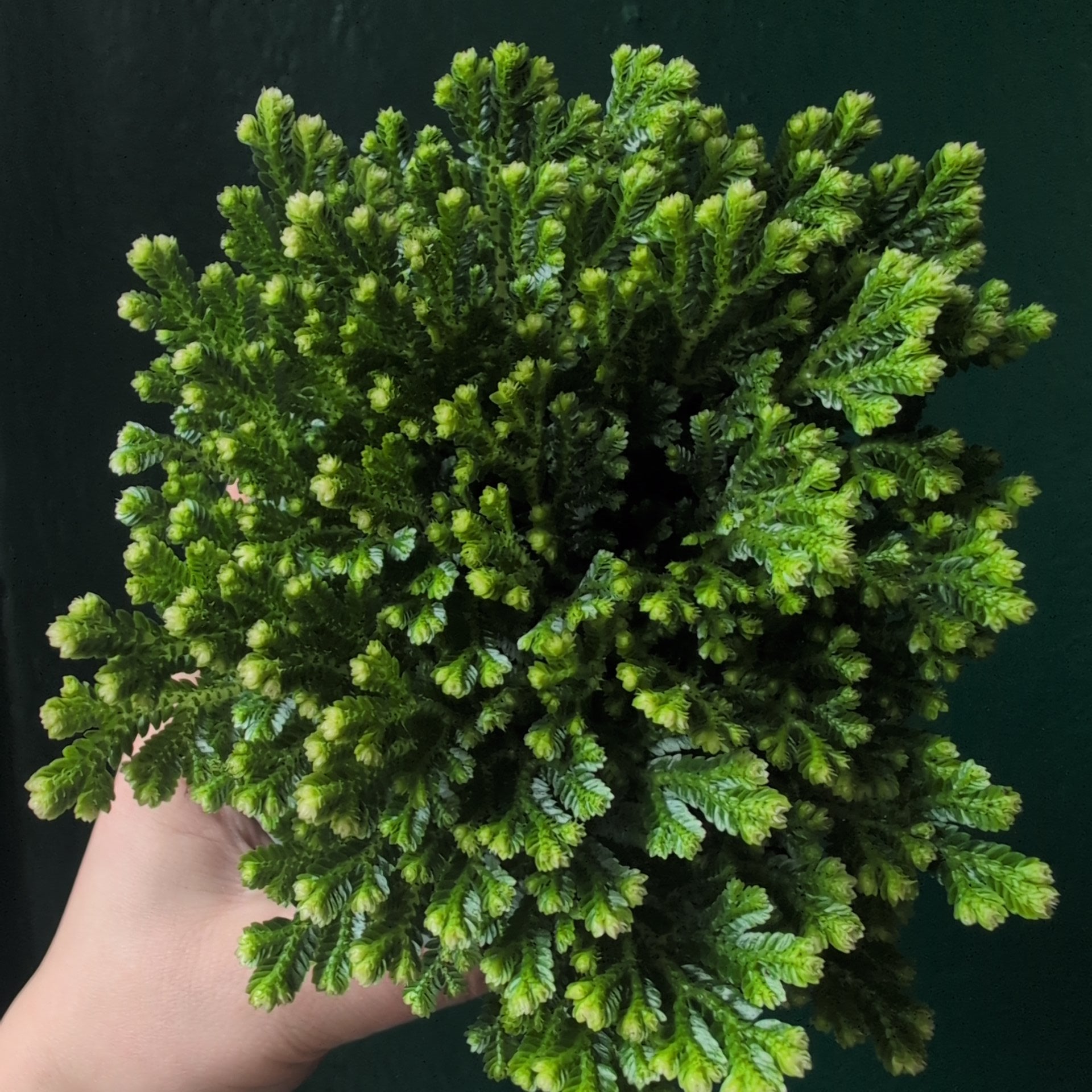Selaginella martensii &