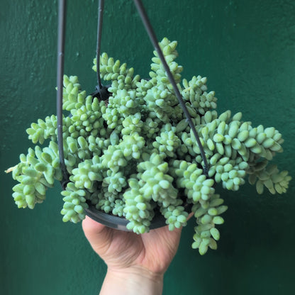 Sedum morganianum &