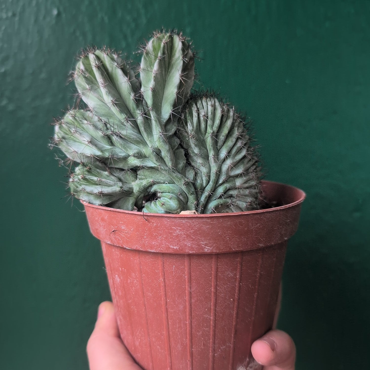 Polaskia chichipe Cristata (Crested Cactus)