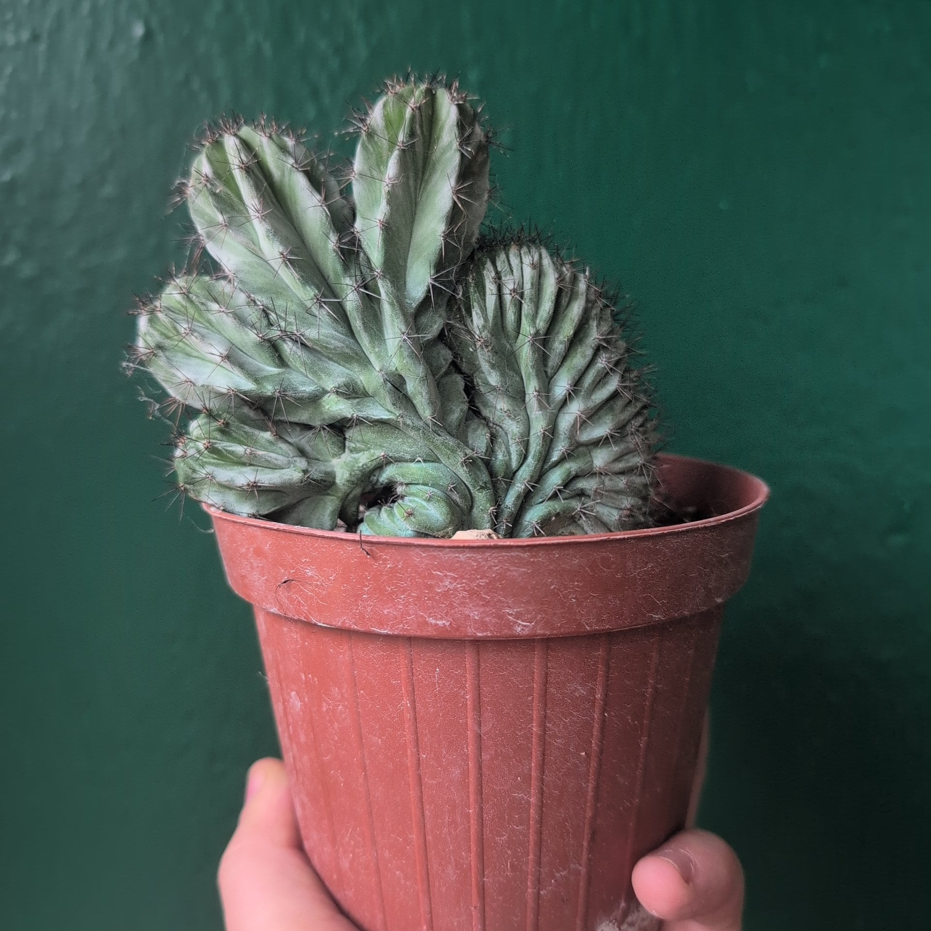 Polaskia chichipe Cristata (Crested Cactus)