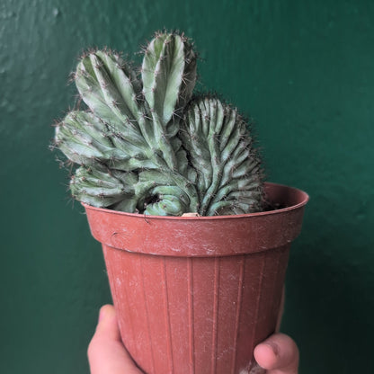 Polaskia chichipe Cristata (Crested Cactus)