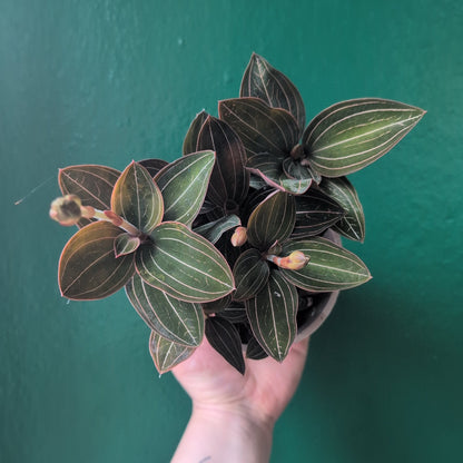 Ludisia discolor (Jewel Orchid)