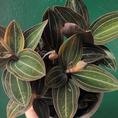 Ludisia discolor (Jewel Orchid)