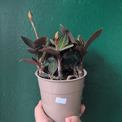 Ludisia discolor (Jewel Orchid)