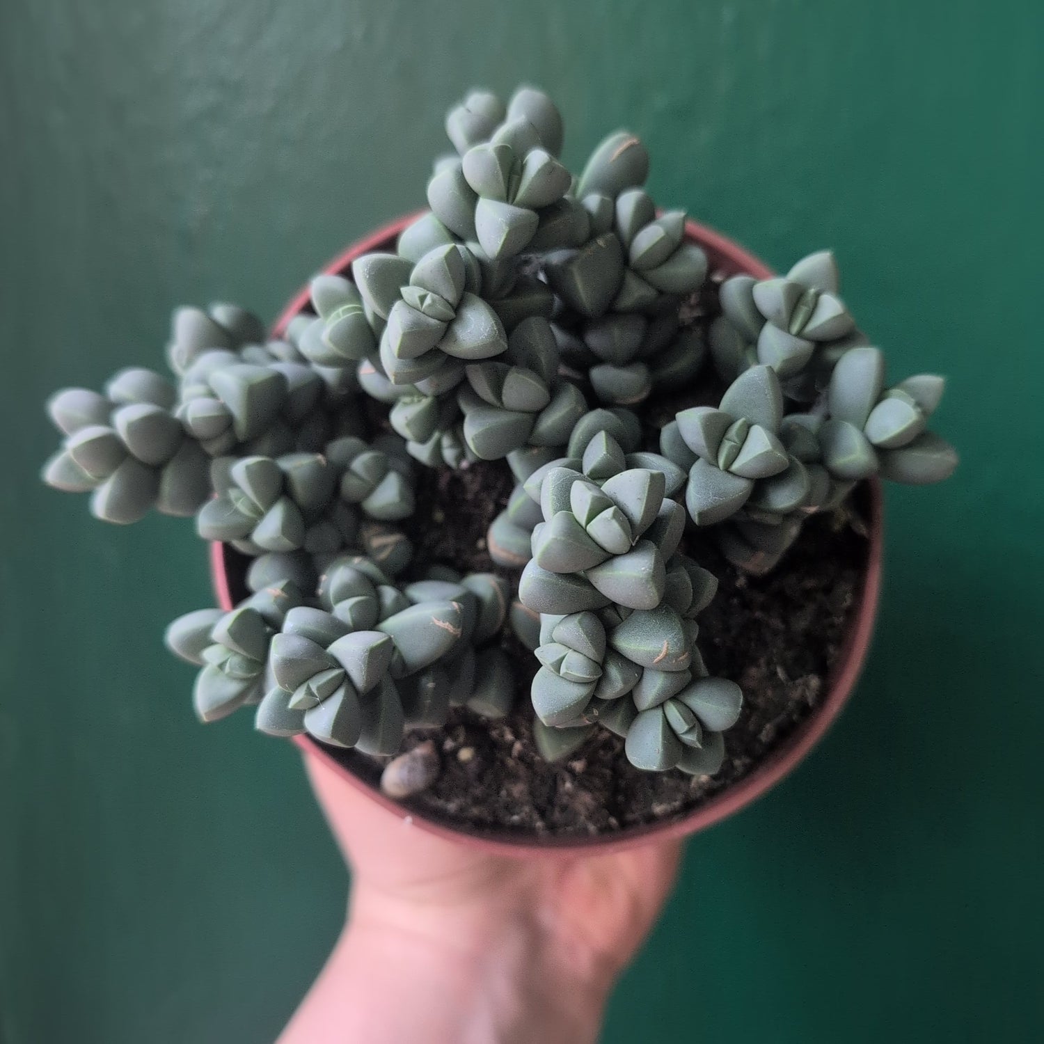Delosperma lehmannii (Ice Plant)
