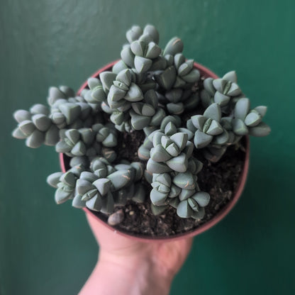 Delosperma lehmannii (Ice Plant)