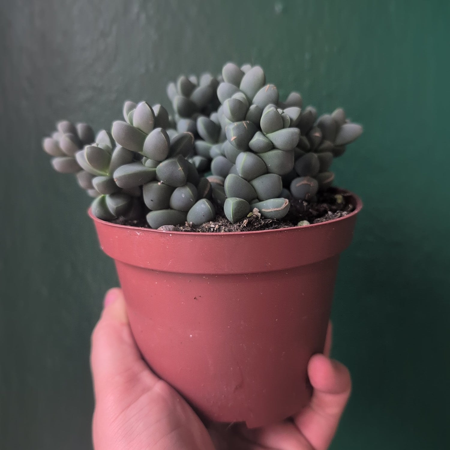 Delosperma lehmannii (Ice Plant)