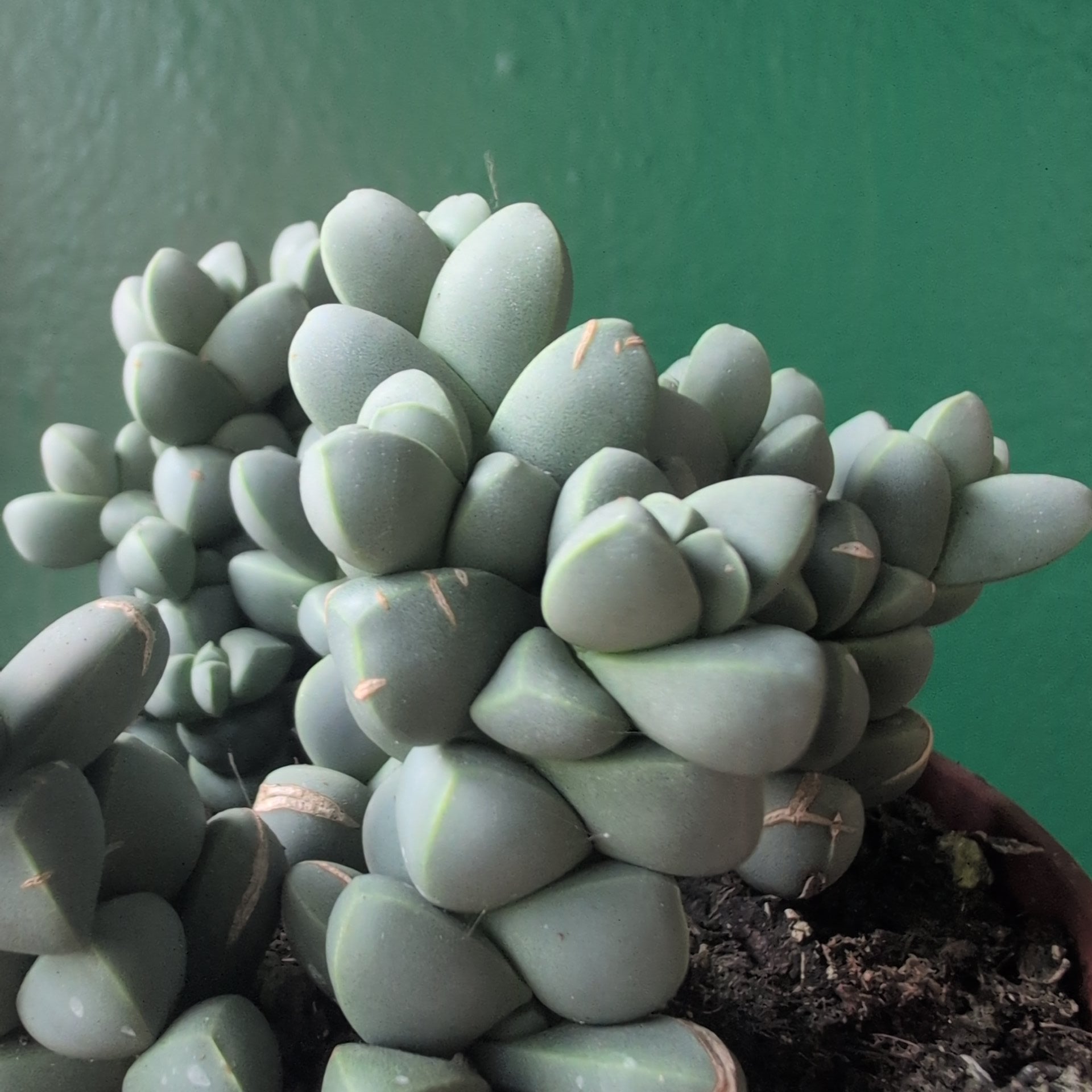 Delosperma lehmannii (Ice Plant)