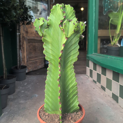 Euphorbia ingens &