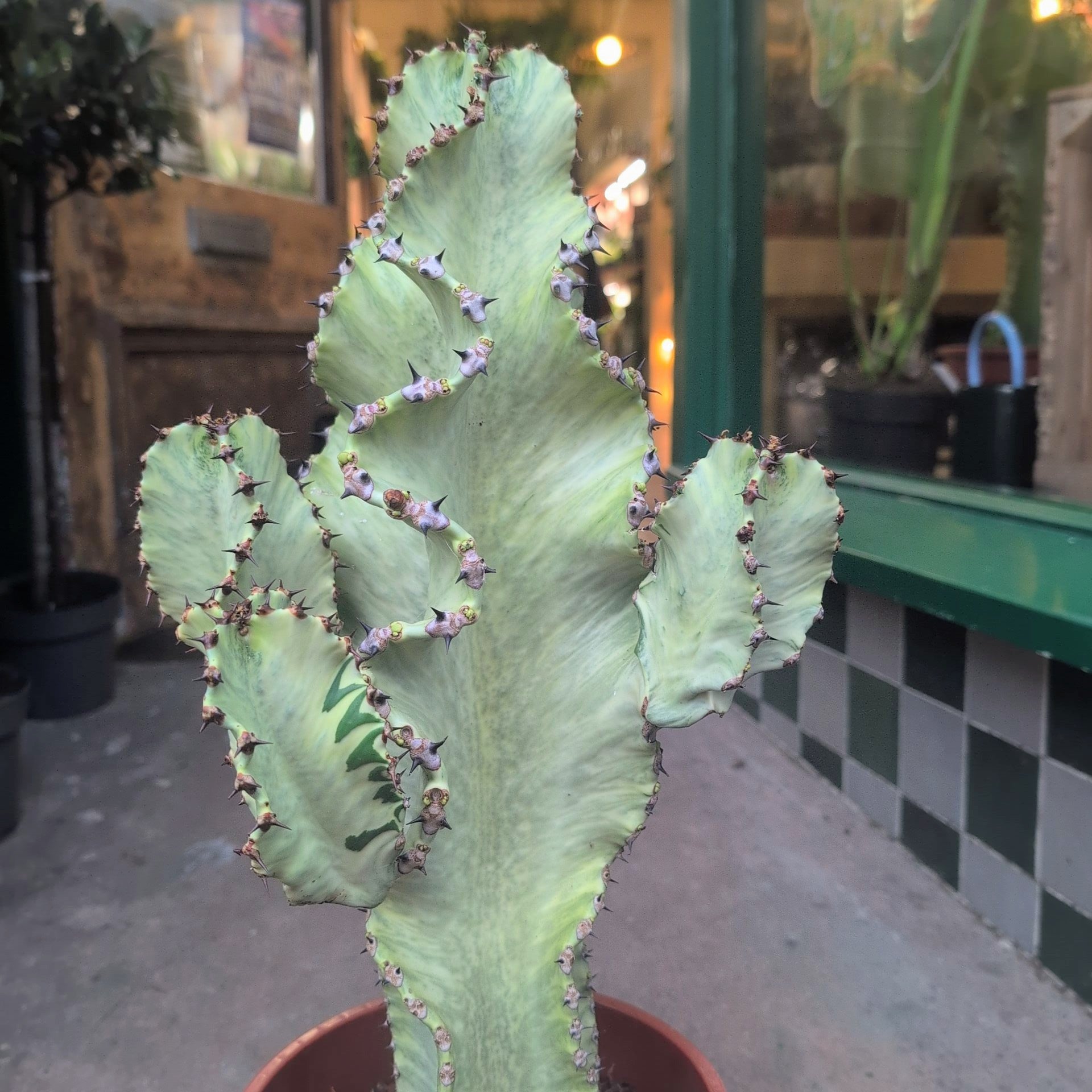 Euphorbia erytrea variegata (Variegated Candelabara Cactus/ Desert Cactus)