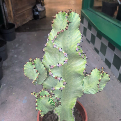 Euphorbia erytrea variegata (Variegated Candelabara Cactus/ Desert Cactus)