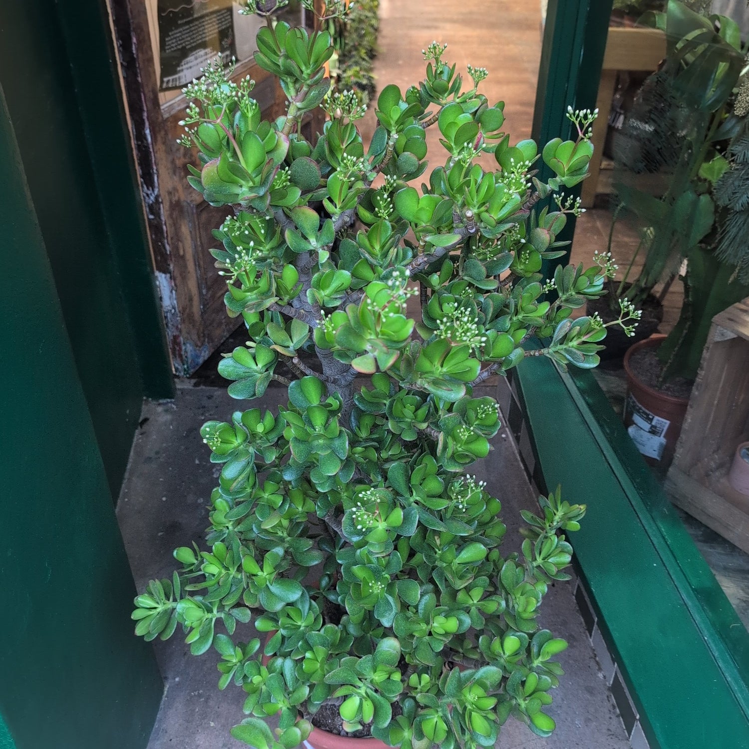 Crassula ovata (Jade plant/Succulent)