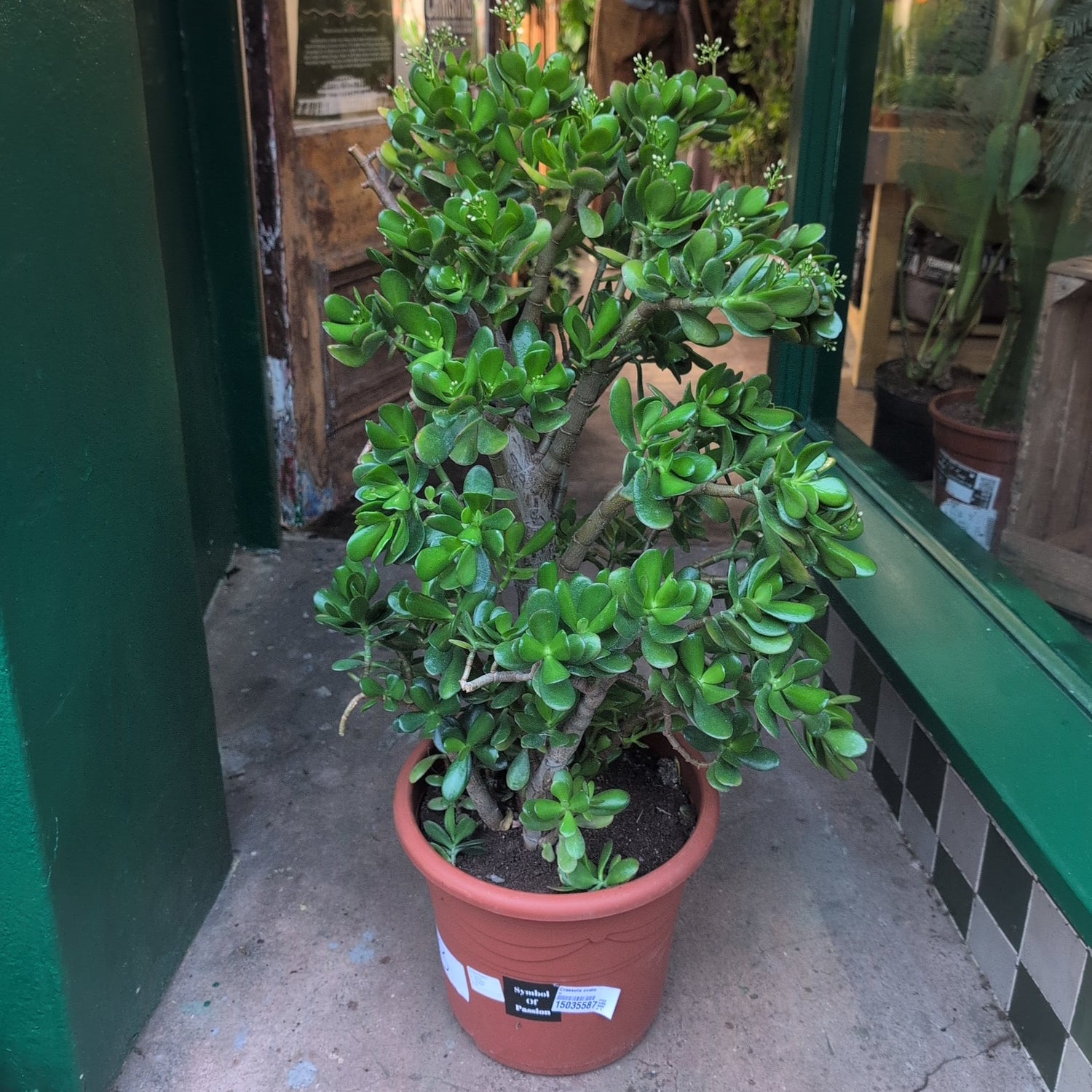 Crassula ovata (Jade plant/Succulent)