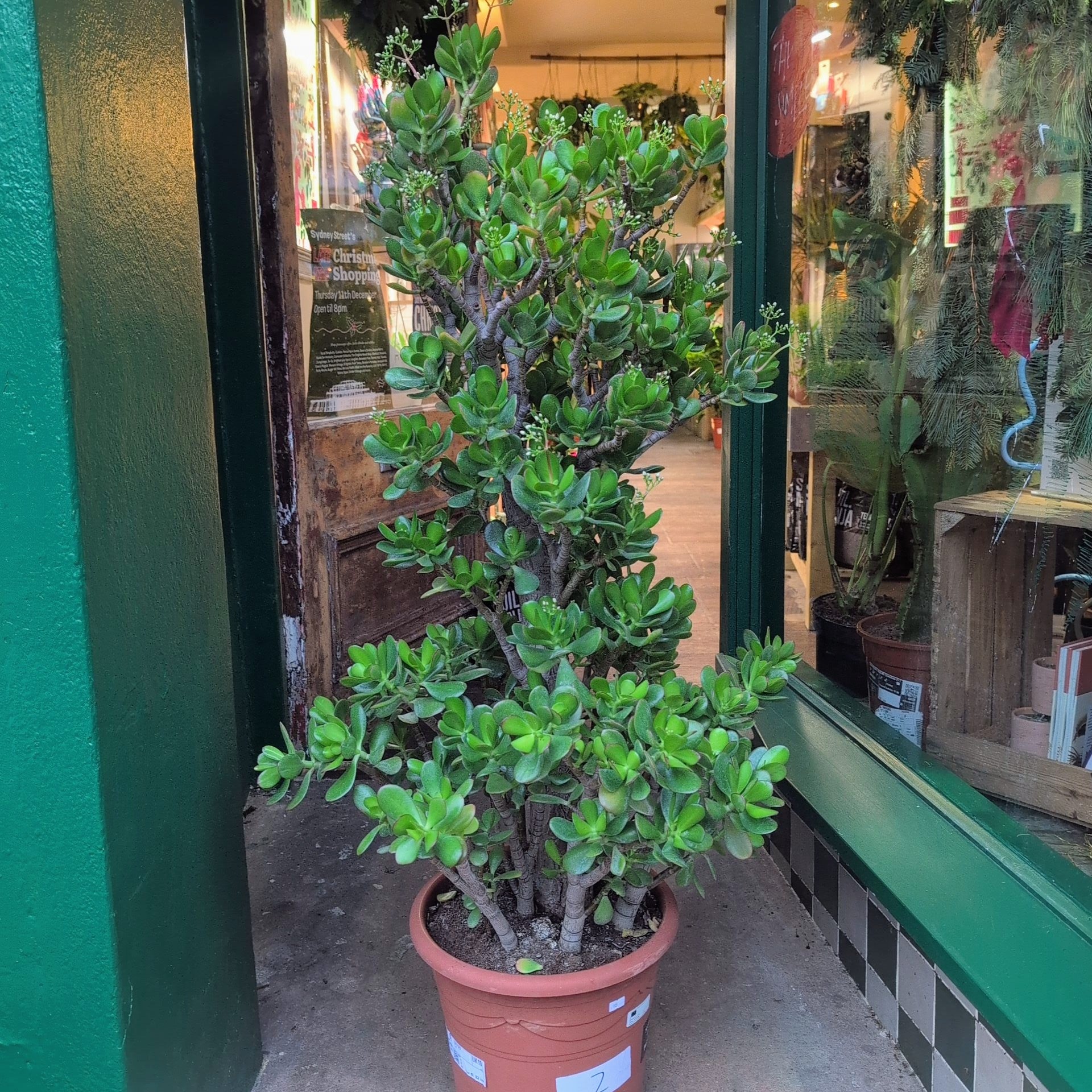 Crassula ovata (Jade plant/Succulent)