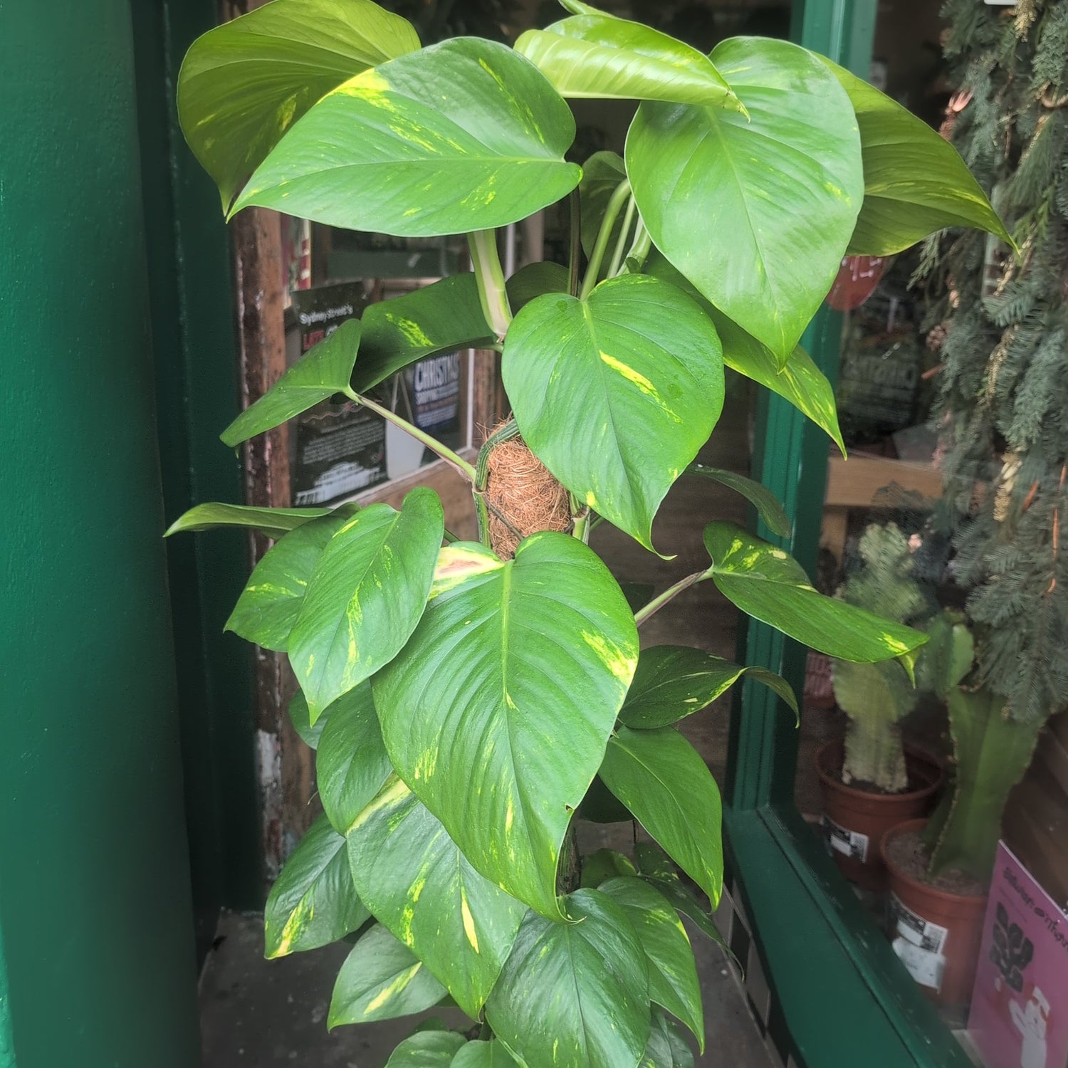Epipremnum aureum (Golden Pothos/Devils Ivy)