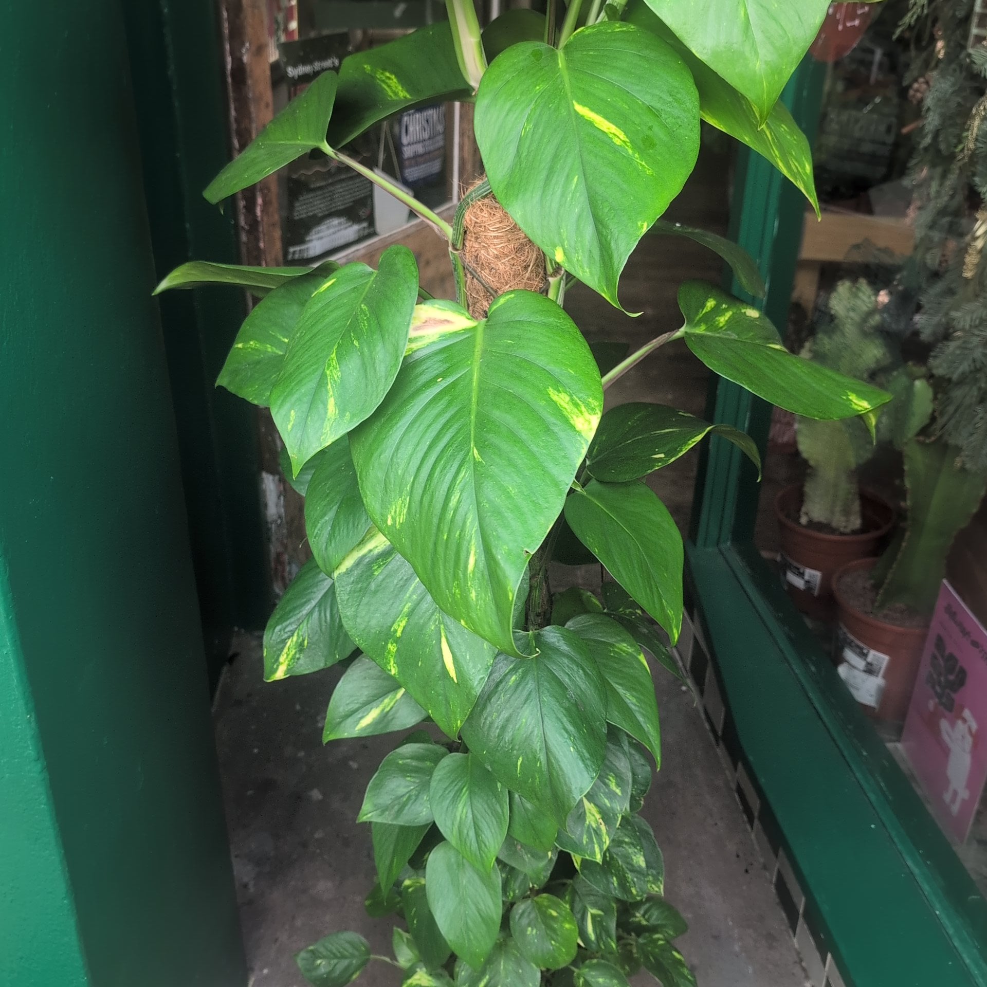 Epipremnum aureum (Golden Pothos/Devils Ivy)