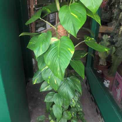 Epipremnum aureum (Golden Pothos/Devils Ivy)
