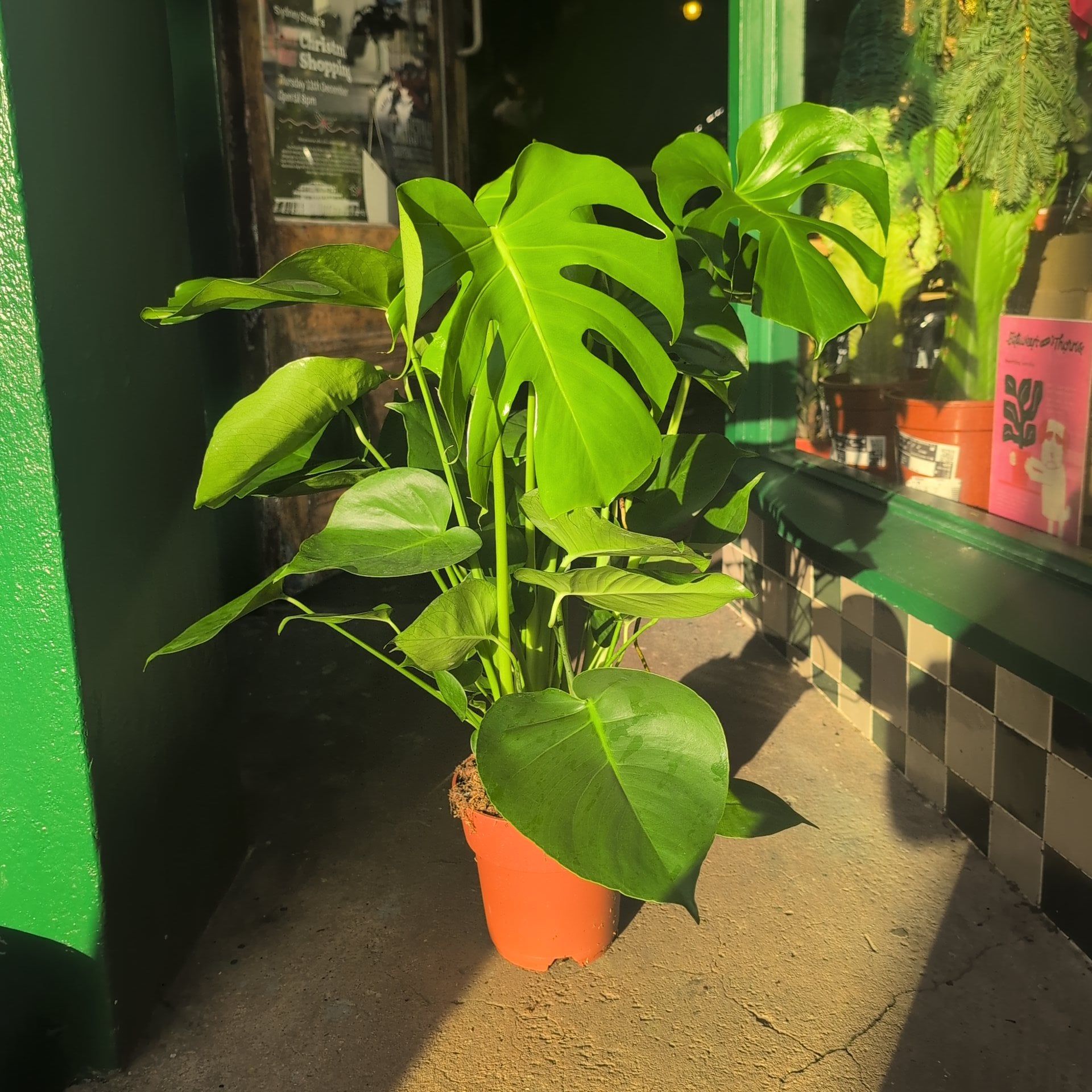 Monstera Deliciosa (Cheese Plant / Swiss Cheese Plant) - Various Sizes