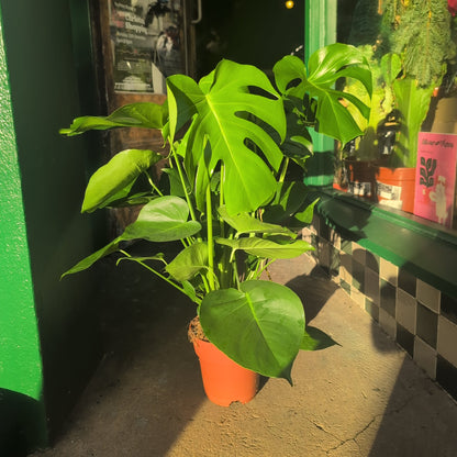 Monstera Deliciosa (Cheese Plant / Swiss Cheese Plant) - Various Sizes