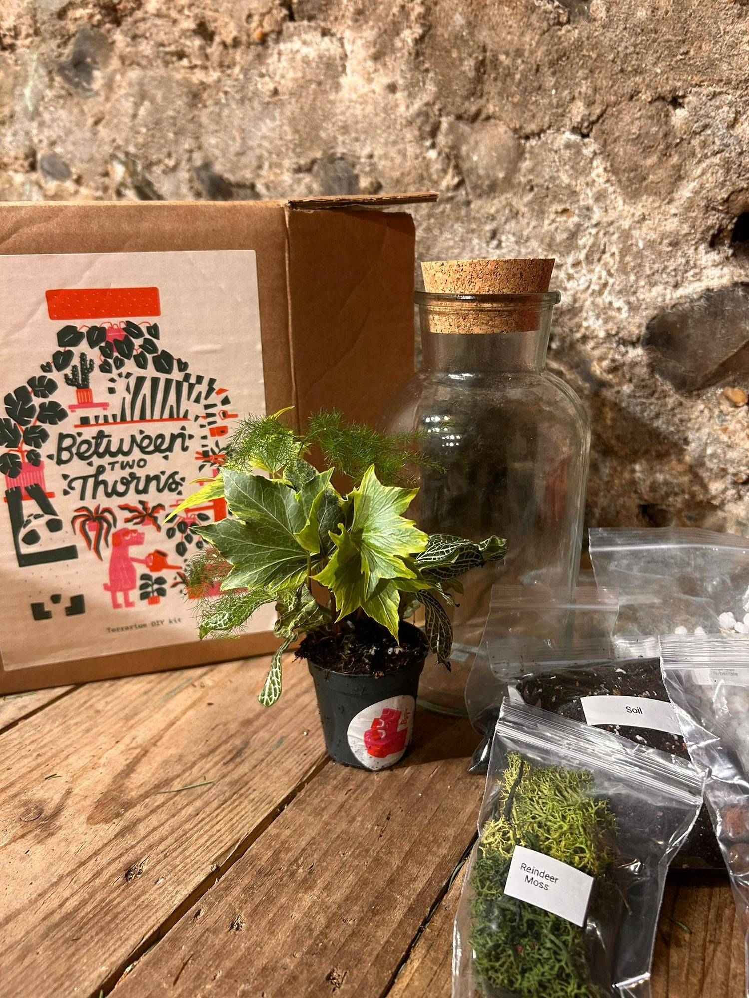 DIY Closed Terrarium Kit - Two Sizes!