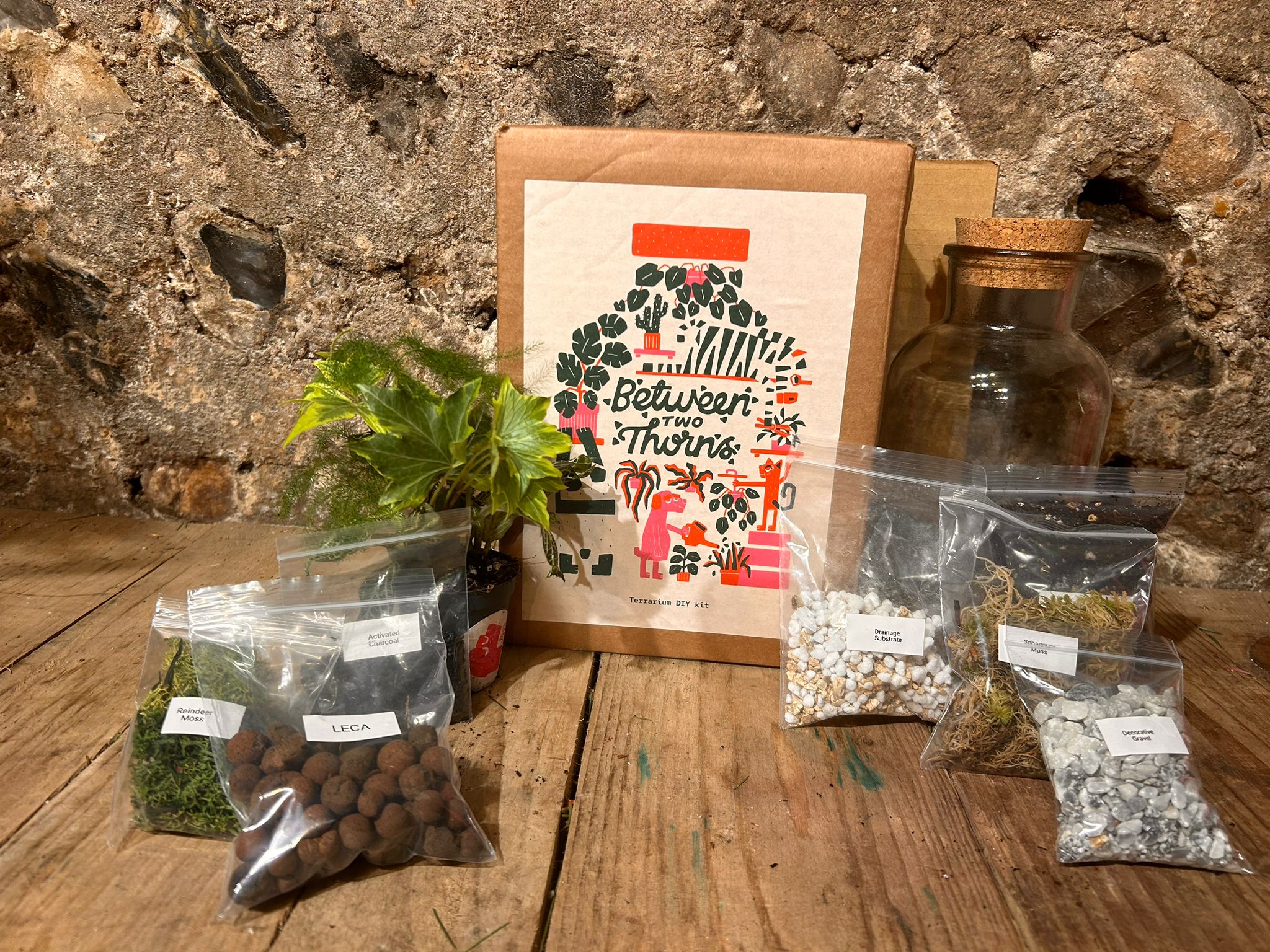 DIY Closed Terrarium Kit - Two Sizes!